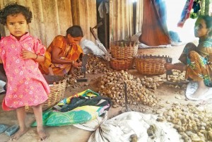 Women shelling betel nuts.