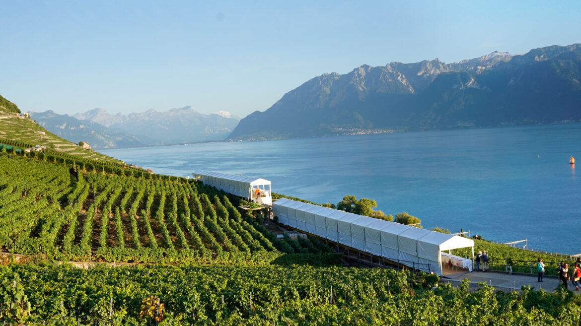 A Swiss diary – Of greying stewardesses and thirsty cows A makeshift boat-like tent in a vineyard on the banks of Lake Geneva.
