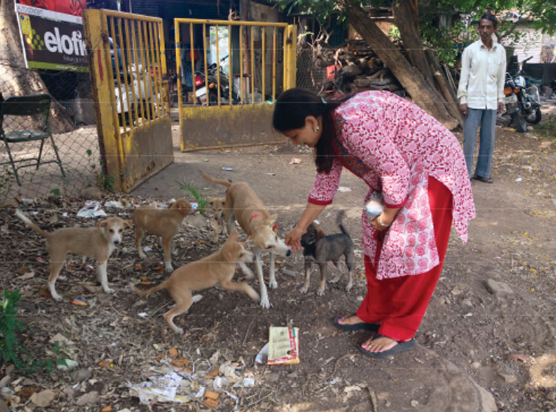  RC Pune Kothrud RI District 3131 <br/> Under the Anti-rabies drive dog adoption camps were conducted and vaccination of 30 stray dogs was done.