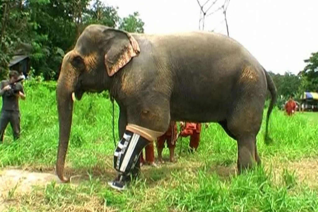 <strong>Prosthetic limb for Thai elephant </strong><br /> Mosha, the elephant, gets her ninth artificial leg at a hospital in Thailand. She was the first elephant to be fitted with prosthetic leg a decade ago when she was maimed by a landmine near Myanmar. She was 7 months old then and weighed about 600 kg. Today her weight is about 2,000 kg. Her growth necessitates frequent upgrades of the prosthetic limb. A Thai orthopaedician, Dr Therdchai Jivacate, designs these prosthetic limbs for the elephants.