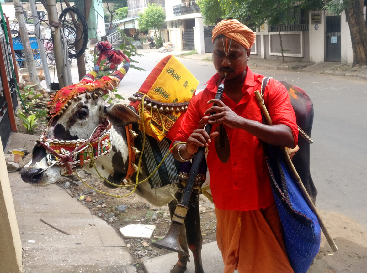 The ox that brings good tidings