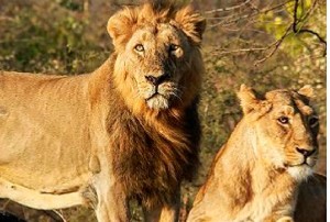 Zoo shuts down after lions test Covid positive Zoo officials at the Nehru Zoological Park in Hyderabad raised an alarm when they saw a pack of lions wheezing with dry cough, nasal discharge and loss of appetite and the pack was tested for Covid -19. Eight lions tested positive and were found with mild symptoms.  They were isolated and the zookeepers taking care of them were asked to wear protective gears and masks. The park was shut for the public as a precautionary measure and other animals were put under observation.