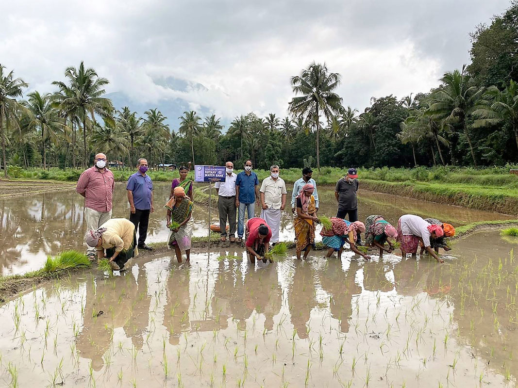 The club helped revive paddy cultivation in Belthangady.