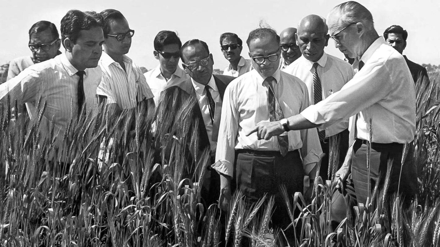 Dr Swaminathan in discussion with Norman Borlaug in a wheat field in India. 