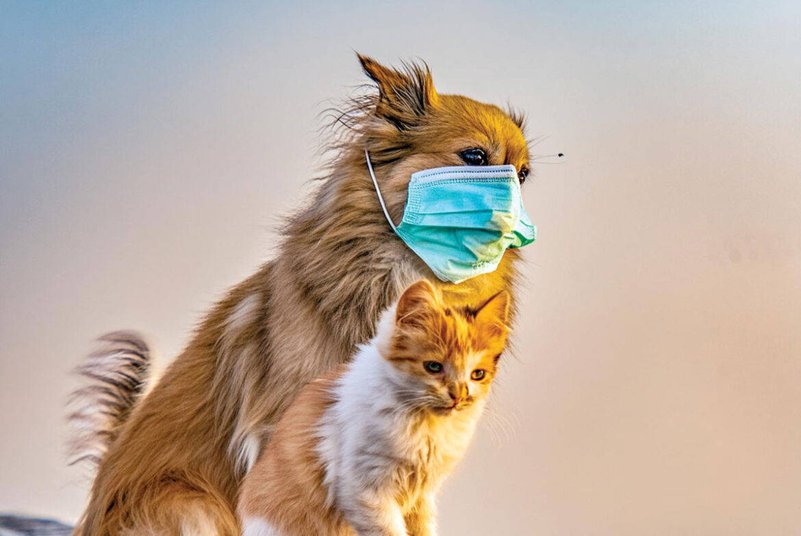 Protect your furry friends from pollution