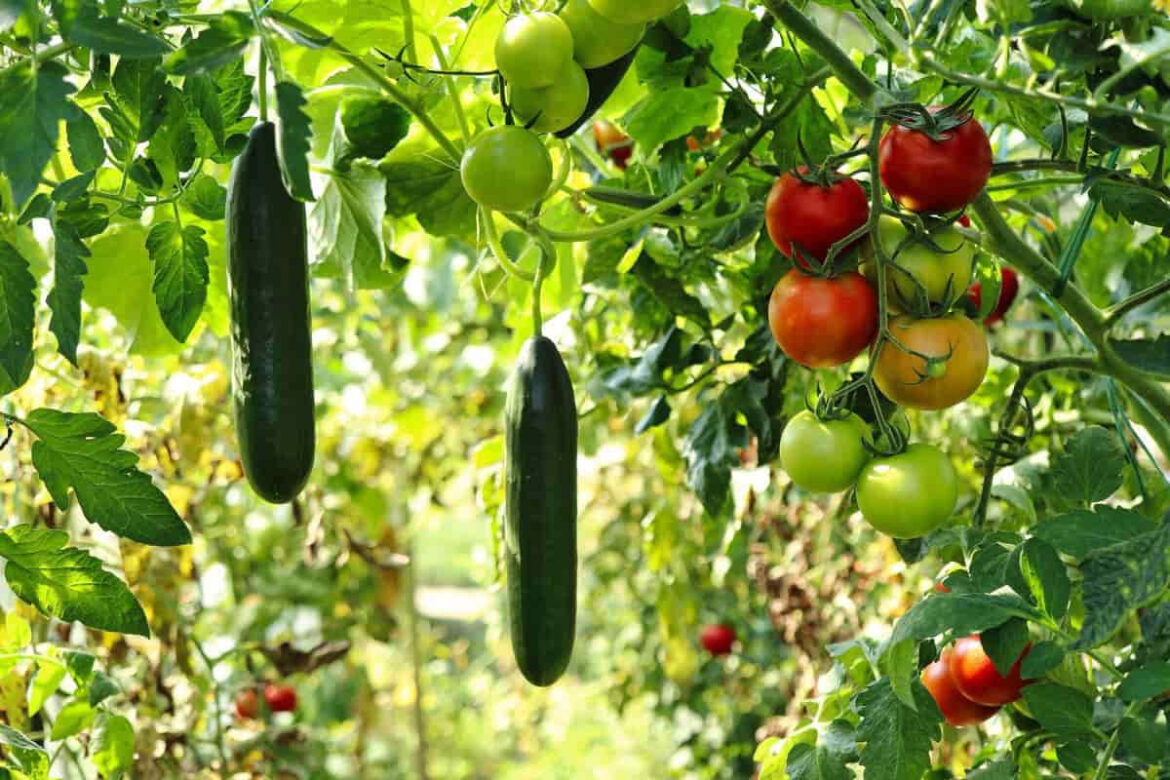 Build your own kitchen garden