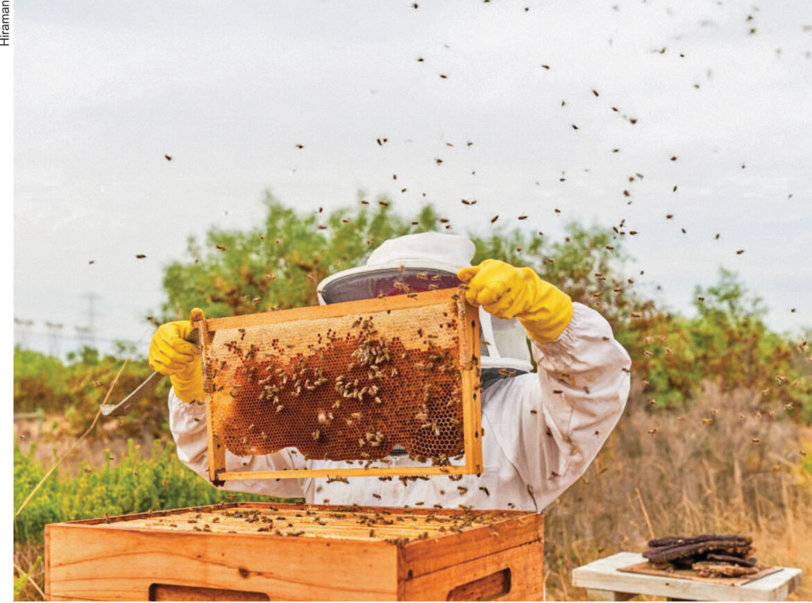 Bees know no borders, neither do Interactors