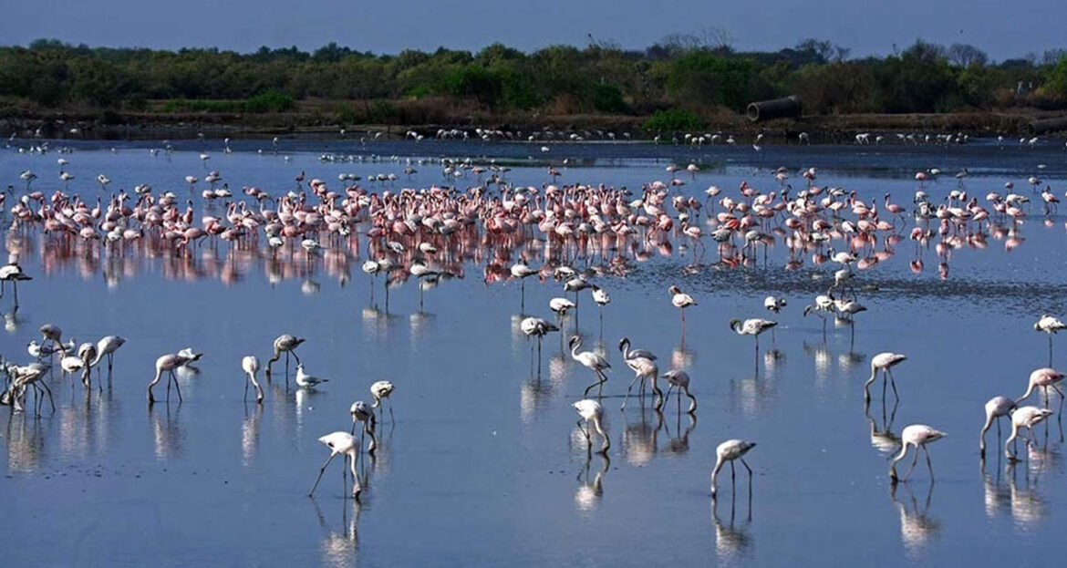 Flamingos, special children, women police… Mumbai Rotarians serve them all