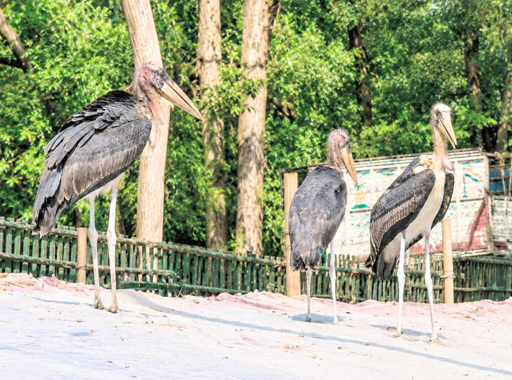 The greater adjutant stork, known as Garud in the Bhagalpur region, Bihar.